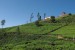 07270 0680 Nuwara Eliya, vylet Single Tree Mountain - Shantfipura